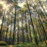Hutan-Pinus-Mangunan-1