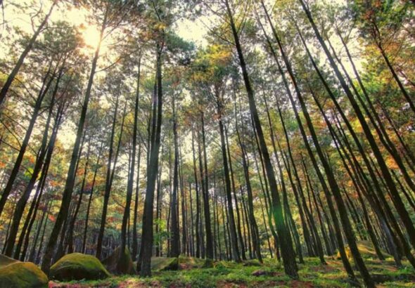 Hutan-Pinus-Mangunan-1