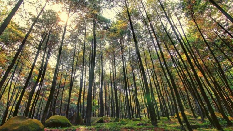 Hutan-Pinus-Mangunan-1