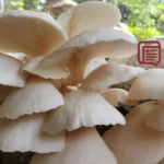 Budidaya Jamur Tiram