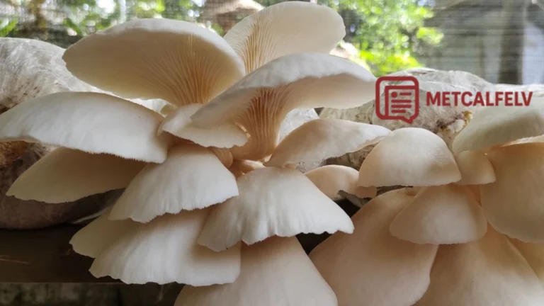 Budidaya Jamur Tiram